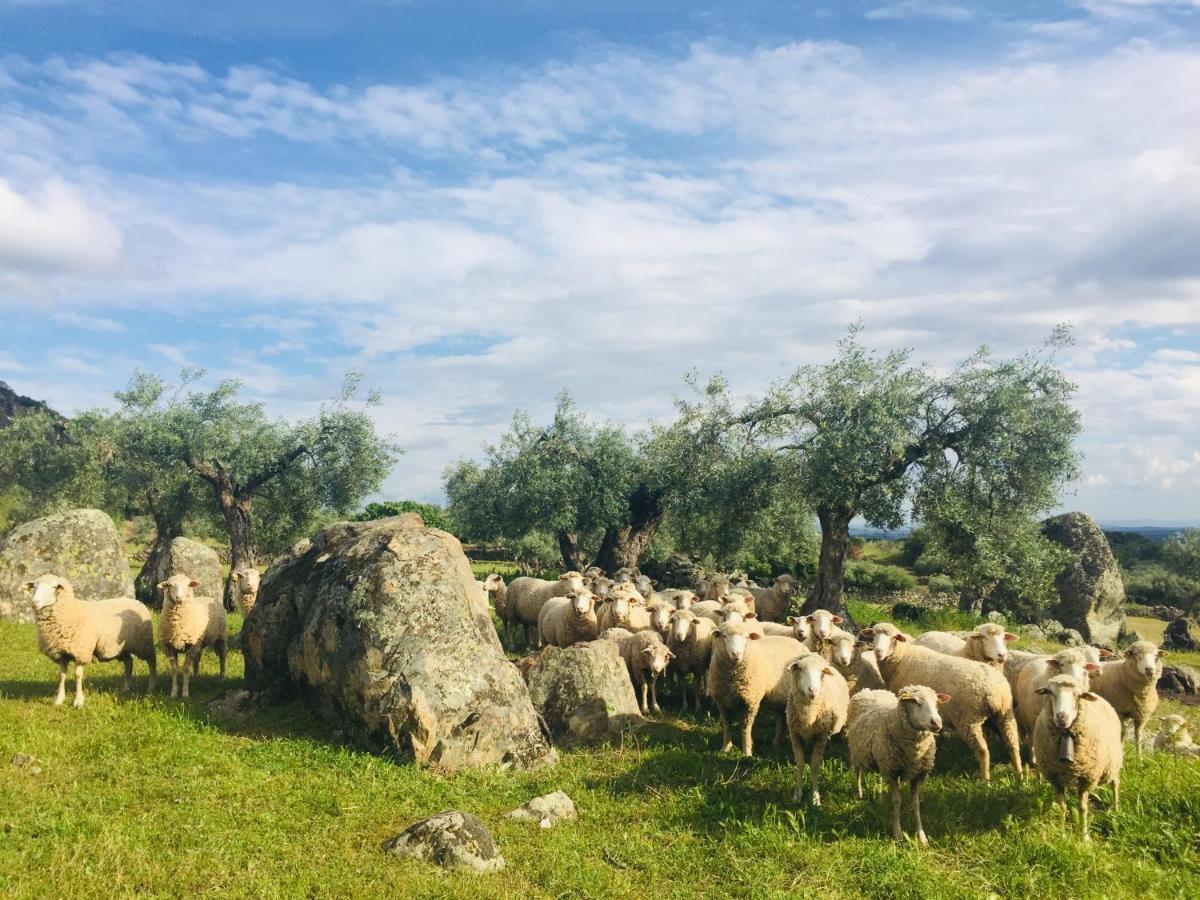Flores Amarillas B&B Almoharin Dış mekan fotoğraf